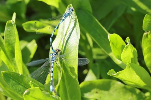 Coenagrion mercuriale